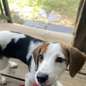 Fundraising Page: Jessica Steadman